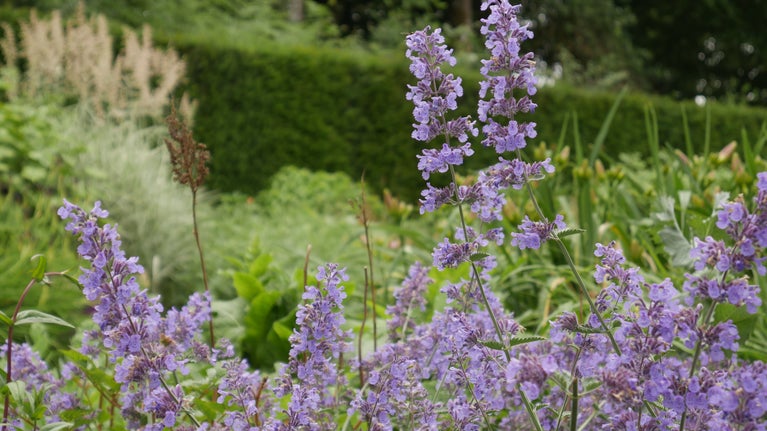 Close up of blue flowers with green yew hedge blurred in the background